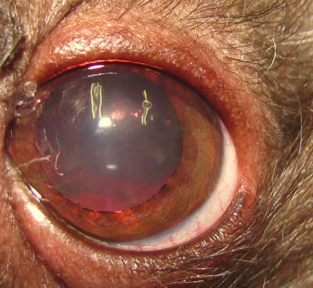 充血だけじゃない！愛犬の「目が赤い」ときに考えられる病気を症例写真と共に解説