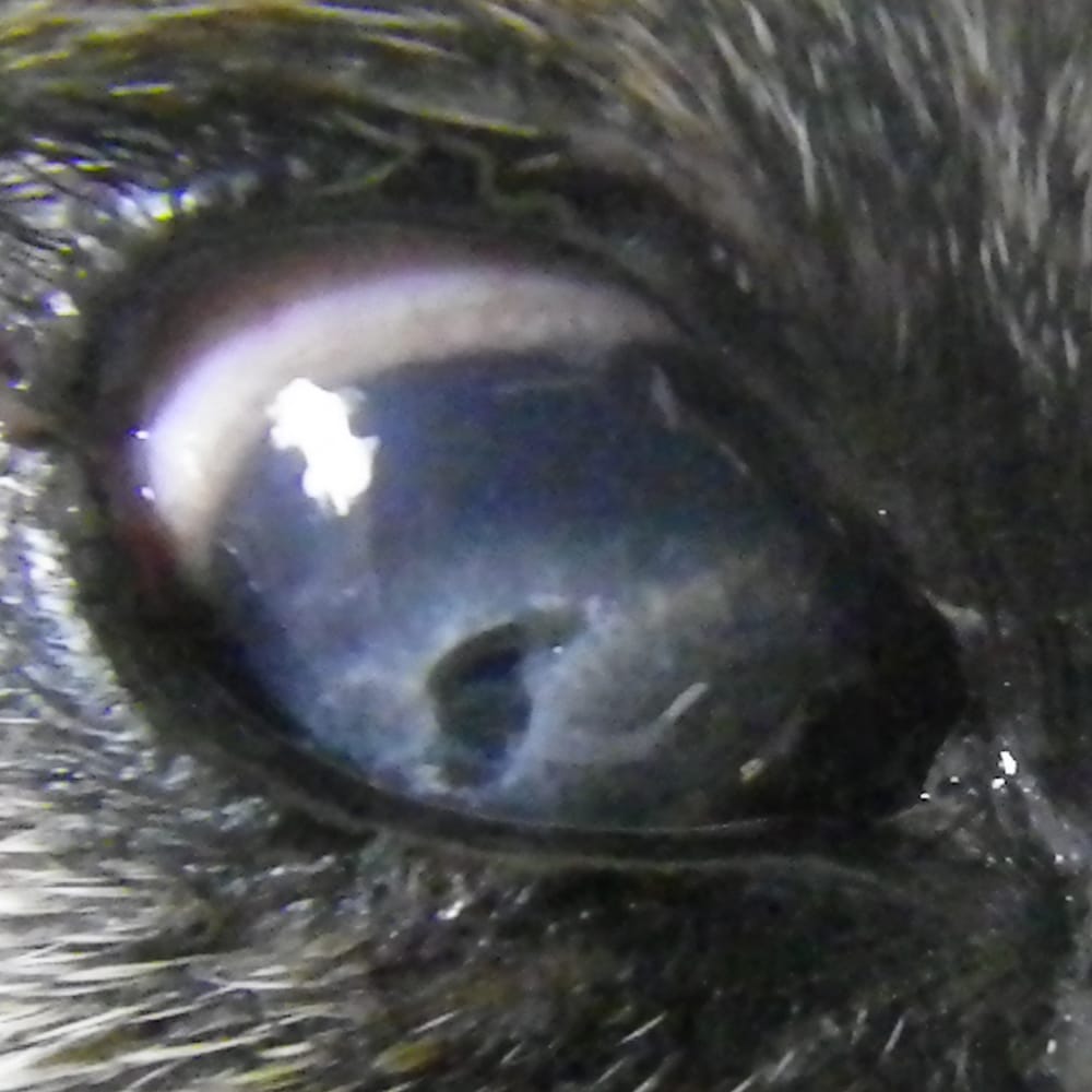 犬にも老眼はあるの?加齢が目に与える影響を獣医師が解説!