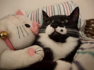 三毛猫は幸福をもたらすって本当?猫の柄はこうして決まる!遺伝子の仕組みを解説
