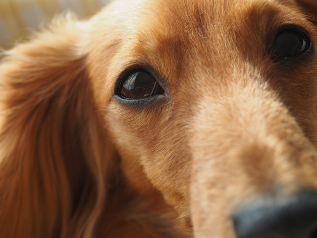 これって病気のサイン？犬の「目やに」の原因とケア方法
