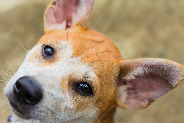 これって病気のサイン？犬の「目やに」の原因とケア方法