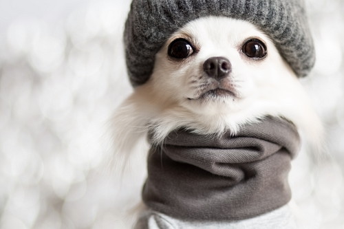 想像するだけでウキウキ!? 愛犬と一緒の「年末年始」オススメの過ごし方4選