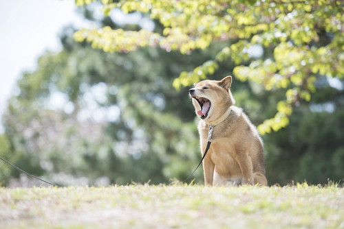 想像するだけでウキウキ!? 愛犬と一緒の「年末年始」オススメの過ごし方4選