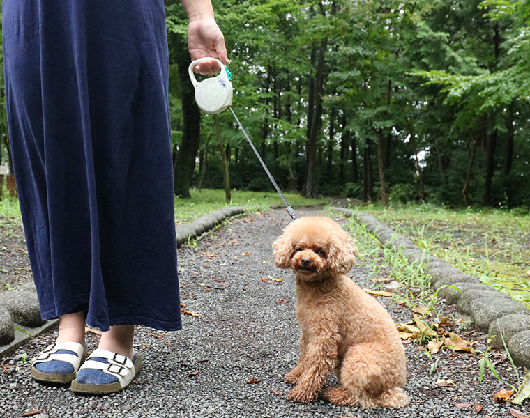 あれば快適ないと不便!? 犬と一緒の旅に持っていきたい「便利グッズ」3選