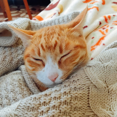 すぐに忘れるのはウソ!? 猫の「記憶力」について分かってきたこと
