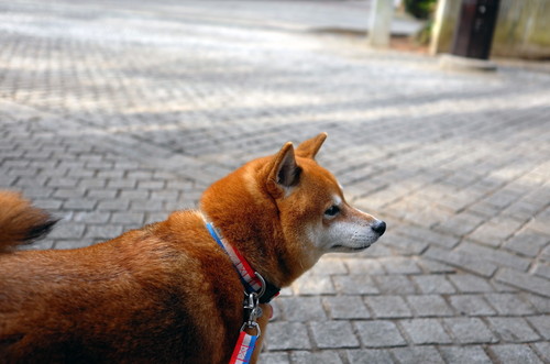 突然のツンデレにメロメロ!一緒に暮らして分かった「柴犬」の素晴らしさ
