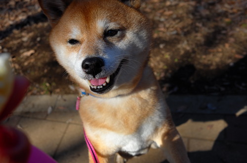 突然のツンデレにメロメロ!一緒に暮らして分かった「柴犬」の素晴らしさ