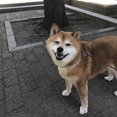 突然のツンデレにメロメロ!一緒に暮らして分かった「柴犬」の素晴らしさ