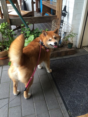 突然のツンデレにメロメロ!一緒に暮らして分かった「柴犬」の素晴らしさ