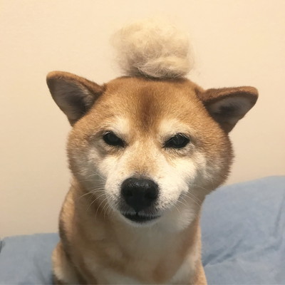 突然のツンデレにメロメロ!一緒に暮らして分かった「柴犬」の素晴らしさ