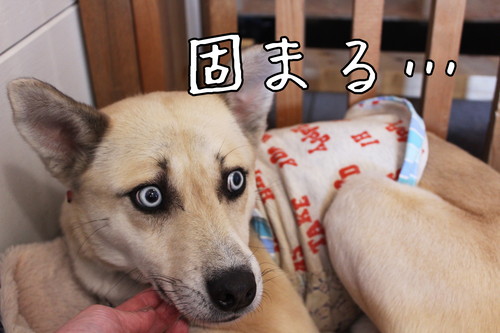 保護犬とふれあえる!茨城県・つくば市『キドックスカフェ』の取り組みに密着