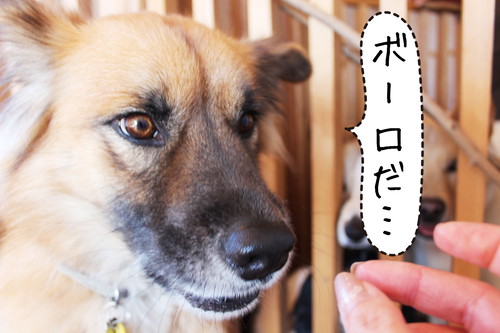 保護犬とふれあえる!茨城県・つくば市『キドックスカフェ』の取り組みに密着