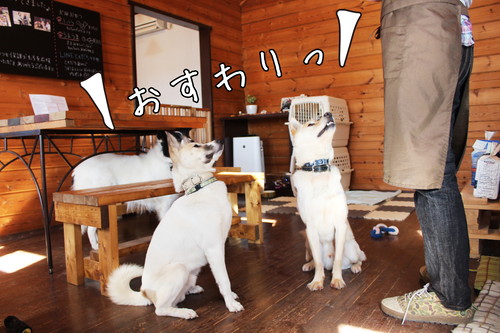 保護犬とふれあえる!茨城県・つくば市『キドックスカフェ』の取り組みに密着