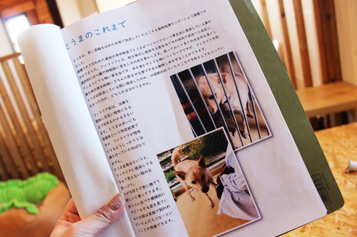 保護犬とふれあえる!茨城県・つくば市『キドックスカフェ』の取り組みに密着