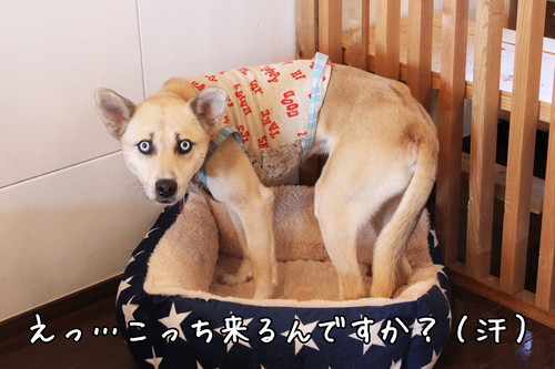 保護犬とふれあえる!茨城県・つくば市『キドックスカフェ』の取り組みに密着