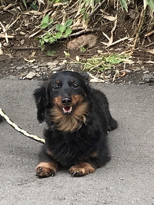 飼い主インタビュー!「保護犬」が教えてくれたシアワセのかたち