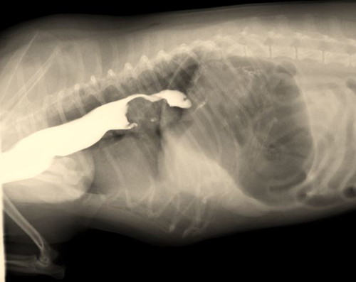 そのあげ方、間違っているかも!犬の「おやつ」知っておきたい基礎知識
