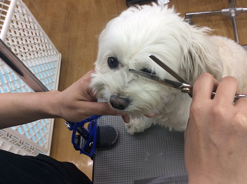 無理は禁物！犬の「セルフカット」注意点と家庭のお手入れ法3つ