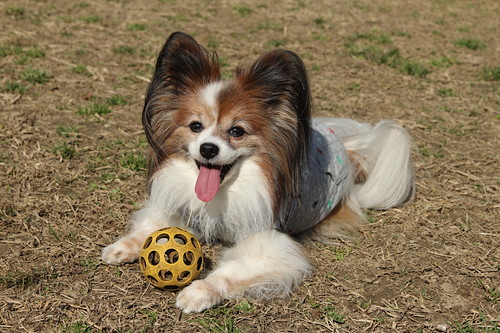 飼い主インタビュー!「保護犬」が教えてくれたシアワセのかたち