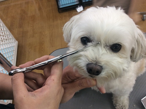 無理は禁物！犬の「セルフカット」注意点と家庭のお手入れ法3つ
