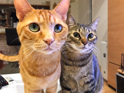 私の気持ち、伝わってる!? 猫と「心が通じた…!」と思った瞬間