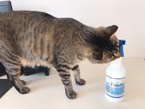 なんだか気になる…!猫の「トイレ臭」をスッキリ取り除く万能アイテム3選