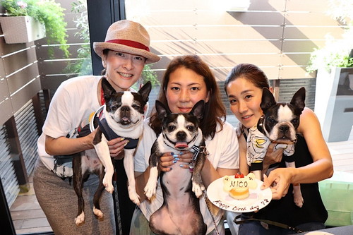 雨の日でも遊べる!愛犬と行ける「おでかけスポット」3選