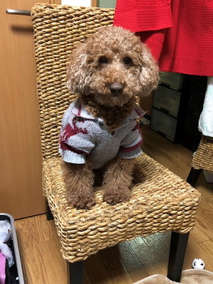 あげだしたらキリがない!愛犬家座談会「犬のどんなところが好きですか?」