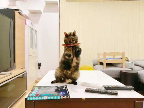 胸キュンが止まらない…!猫を「かわいい」と思う瞬間5選