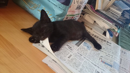 十ニャン十色!まさかの寝相で眠る「コミカルねこちゃん」11選