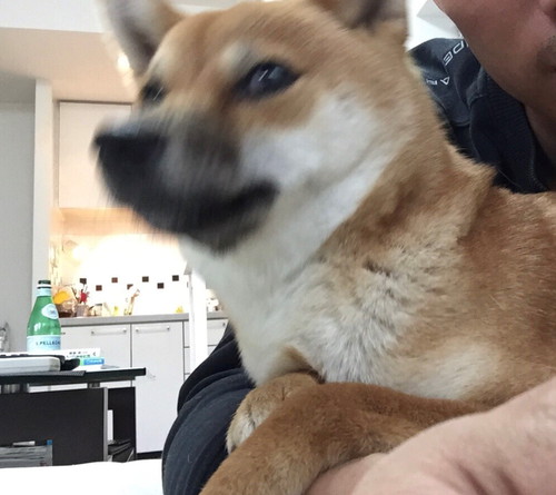 飼い主は見た!可愛すぎる「柴犬のおもしろ珍行動」3選