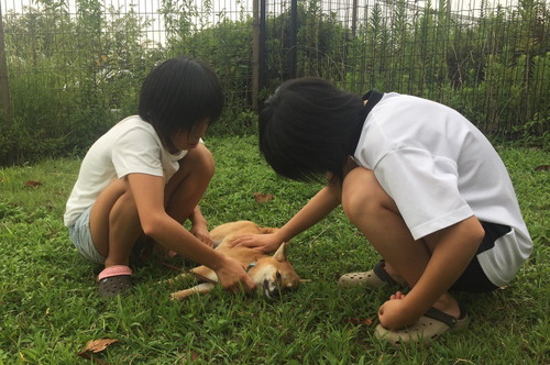 柴犬珍百景！飼い主だから分かる「柴犬の愛すべき珍行動」3選