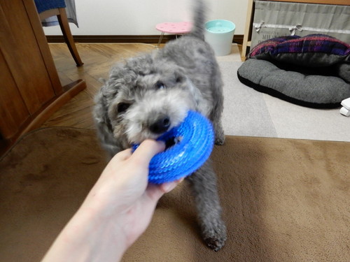 100均『ダイソー』で手に入る！おすすめ「ペットグッズ」5選～犬編～