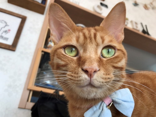 私の気持ち、伝わってる!? 猫と「心が通じた…!」と思った瞬間