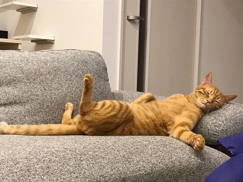 日常の中で再発見!? 愛猫が「飼い主に似てるな~」と思った瞬間5つ