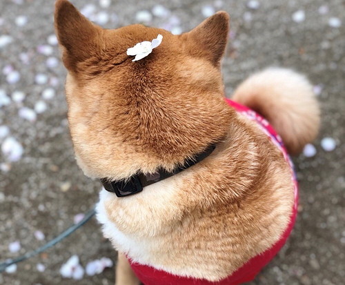 そんなところまで⁉ 愛犬が「自分と似ている」と感じた行動5選