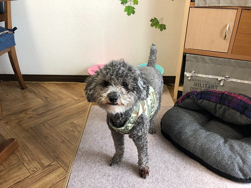 小型犬の衣替えの参考に!春夏用おすすめ『ドッグウェア』3選
