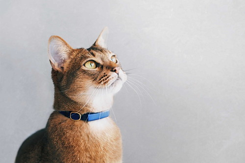 飼い主さんの不安を解消!愛猫を24時間見守れる次世代の首輪『Catlog(キャトログ)』