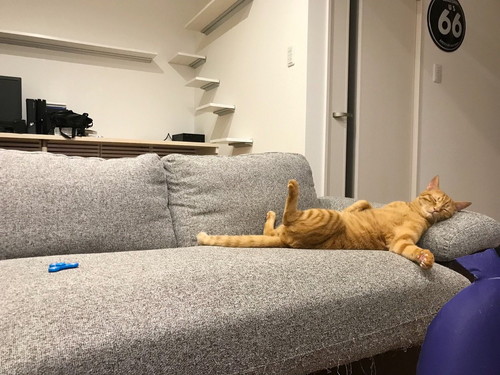 胸キュンが止まらない…!猫を「かわいい」と思う瞬間5選