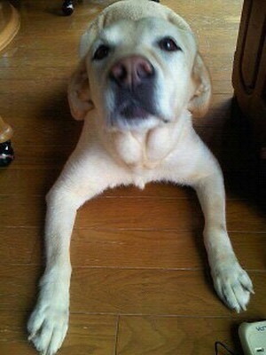 あげだしたらキリがない!愛犬家座談会「犬のどんなところが好きですか?」