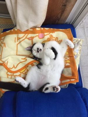 十ニャン十色!まさかの寝相で眠る「コミカルねこちゃん」11選