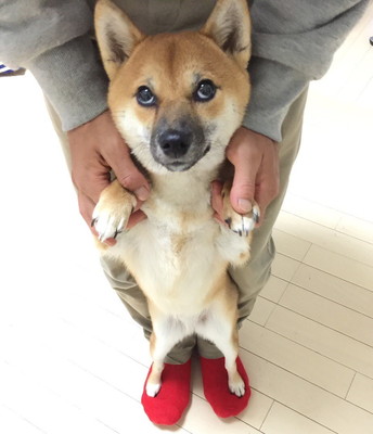 飼い主は見た!可愛すぎる「柴犬のおもしろ珍行動」3選