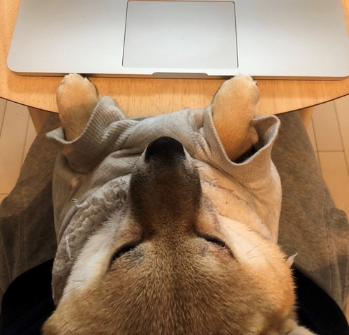 柴犬珍百景！飼い主だから分かる「柴犬の愛すべき珍行動」3選