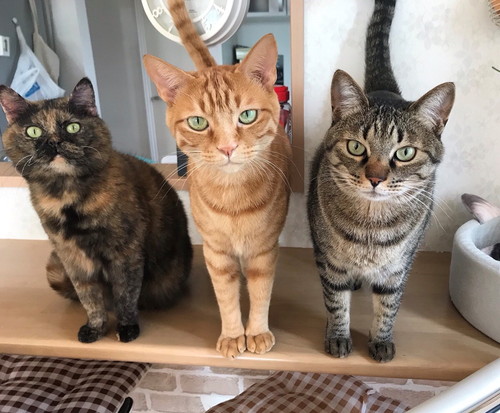 日常の中で再発見!? 愛猫が「飼い主に似てるな~」と思った瞬間5つ