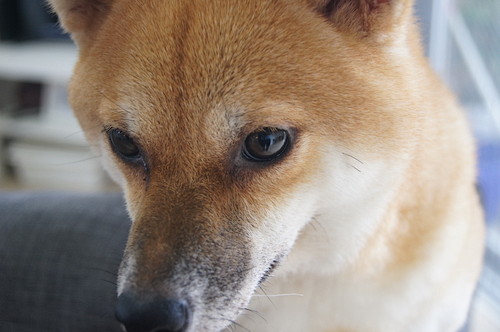 そんなところまで⁉ 愛犬が「自分と似ている」と感じた行動5選