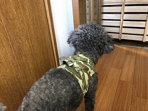 小型犬の衣替えの参考に!春夏用おすすめ『ドッグウェア』3選