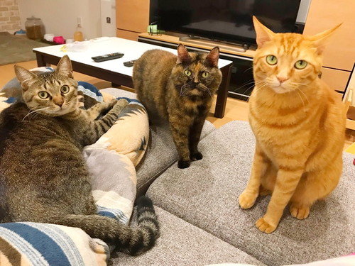 胸キュンが止まらない…!猫を「かわいい」と思う瞬間5選