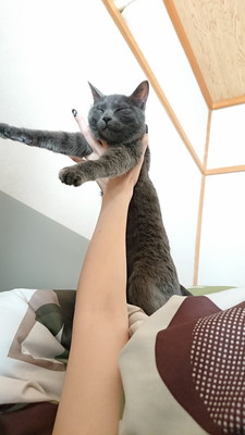 十ニャン十色!まさかの寝相で眠る「コミカルねこちゃん」11選