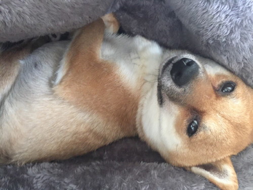 飼い主は見た!可愛すぎる「柴犬のおもしろ珍行動」3選