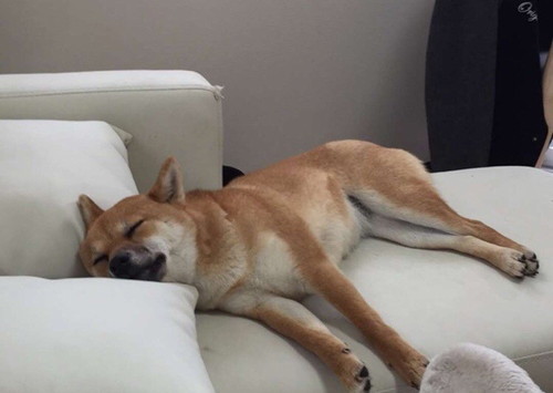 柴犬珍百景！飼い主だから分かる「柴犬の愛すべき珍行動」3選